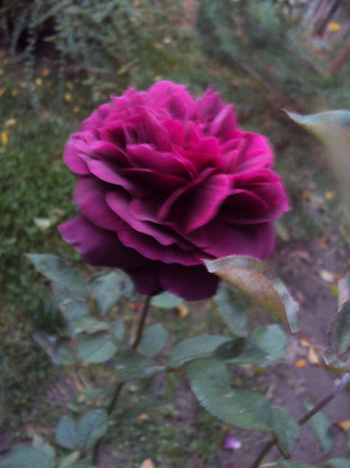 DSC01337