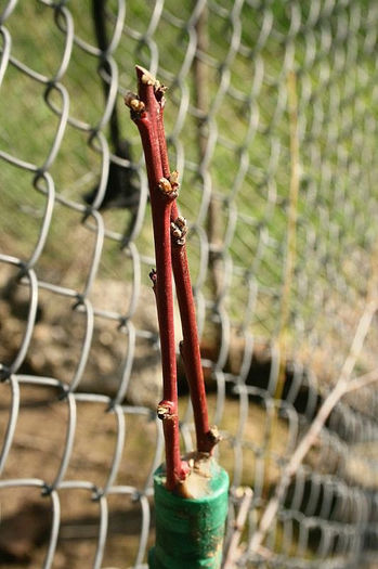 Altoire piersic pe corcodus primavara - Piersici si nectarini