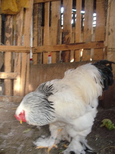 Picture 166 - 003Brahma herminat deschis