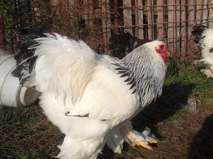 Picture 173 - 003Brahma herminat deschis