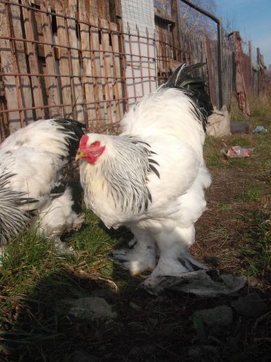 Picture 175 - 003Brahma herminat deschis
