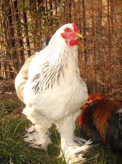 Picture 176 - 003Brahma herminat deschis