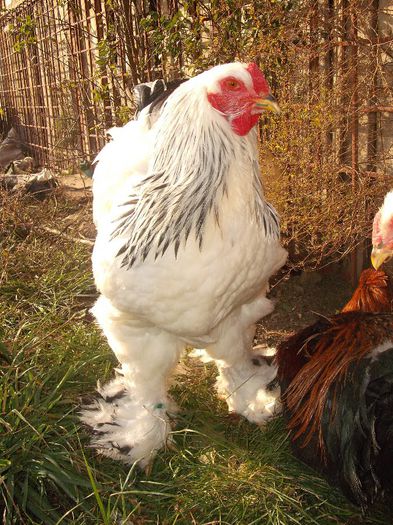 Picture 177 - 003Brahma herminat deschis