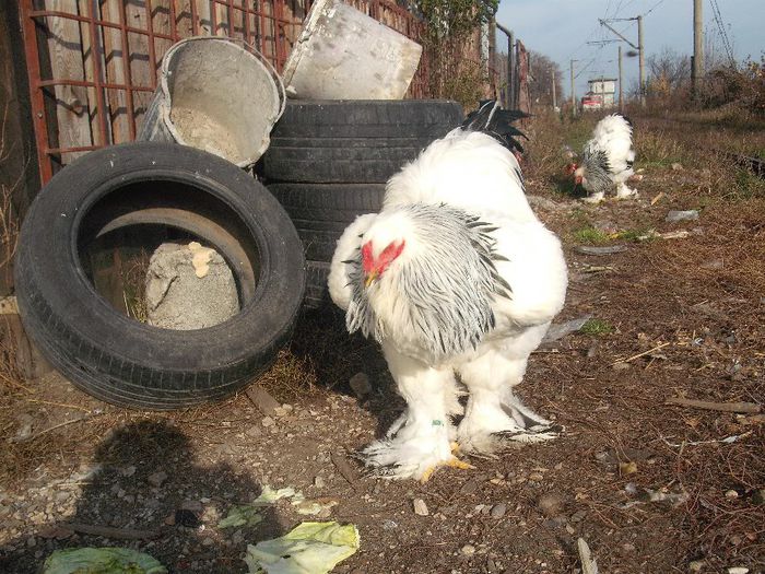 Picture 178 - 003Brahma herminat deschis