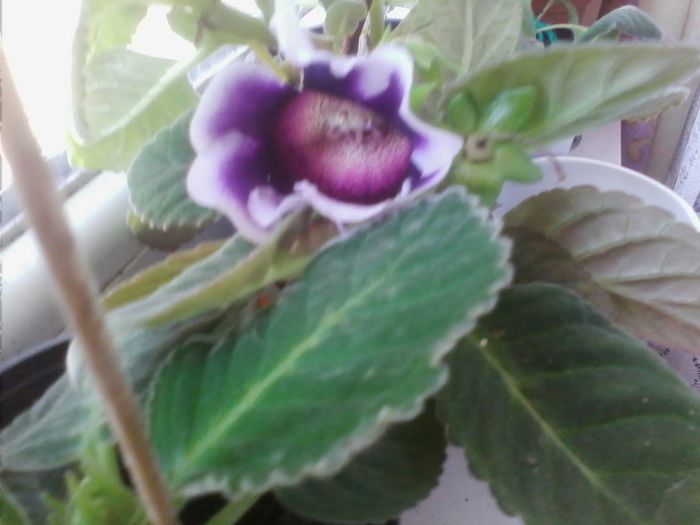 Picture 932 - gloxinia 2013