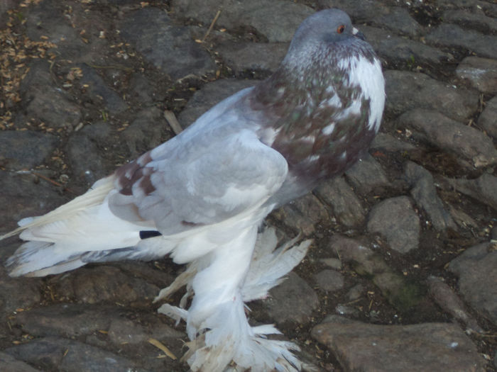 DSC00968 - 6-B-Pui Gusat-2013