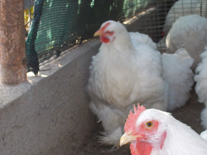 DSCN1293 - POZE TINERET  2013 OCT