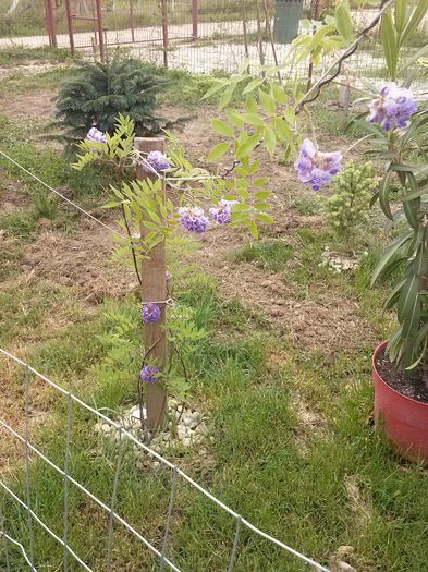 CAM00060 - flori si matze