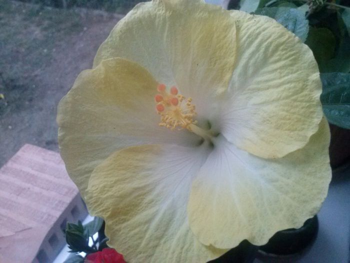 CAM00211 - flori si matze