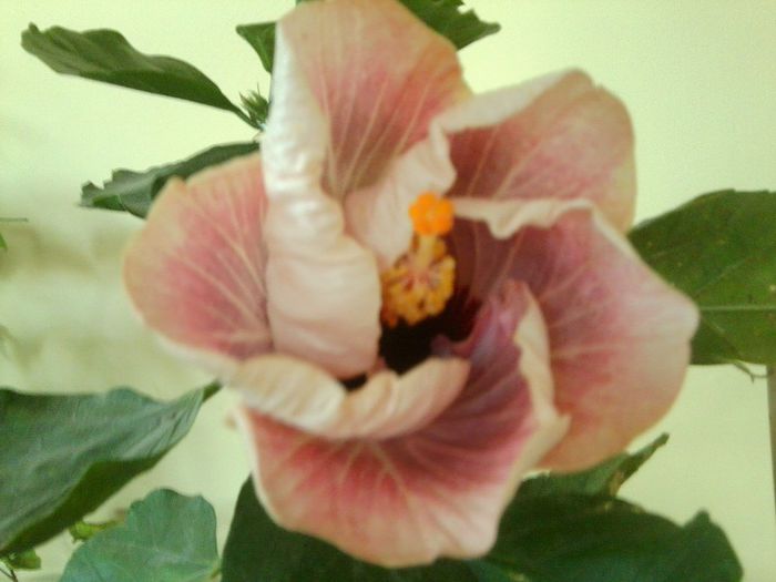 30.10 - hibiscusi 2013-5