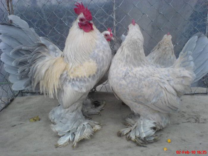 7 mii de flori isabell