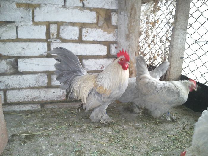 8 mii de flori isabell