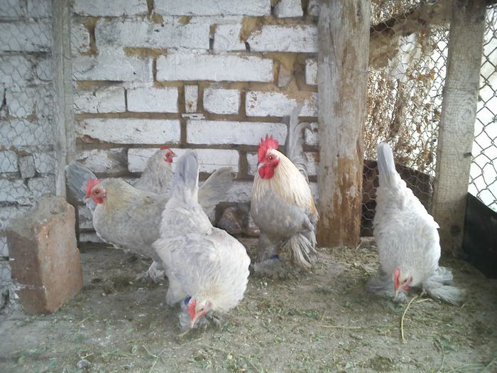 11 mii de flori isabell