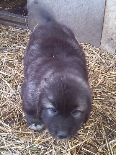 IMG_20130902_185302 - pui 3 saptamanai