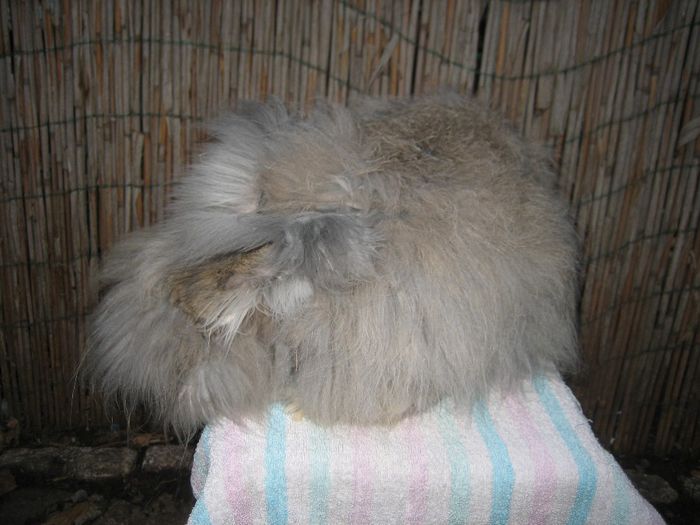 Mascul  English Angora - 3-Mascul 3 - Buck 3