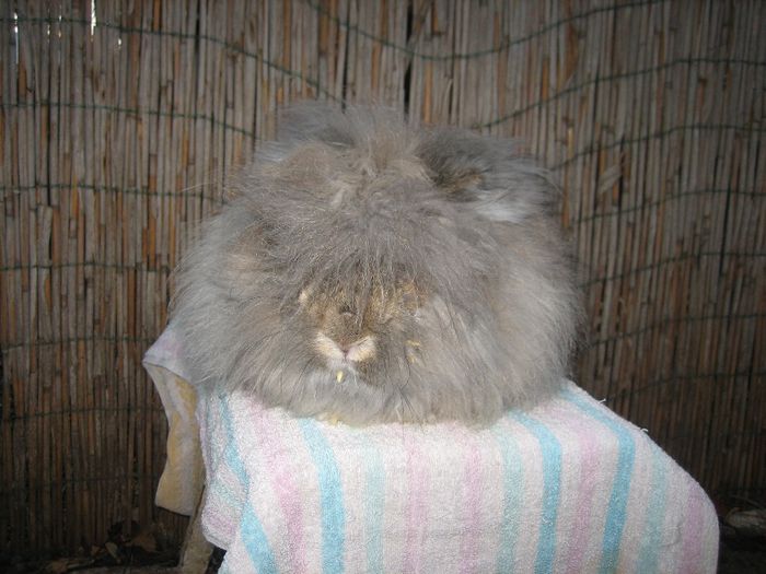 Mascul  English Angora - 3-Mascul 3 - Buck 3