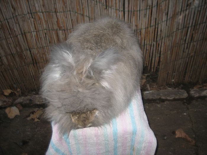 Mascul  English Angora - 3-Mascul 3 - Buck 3