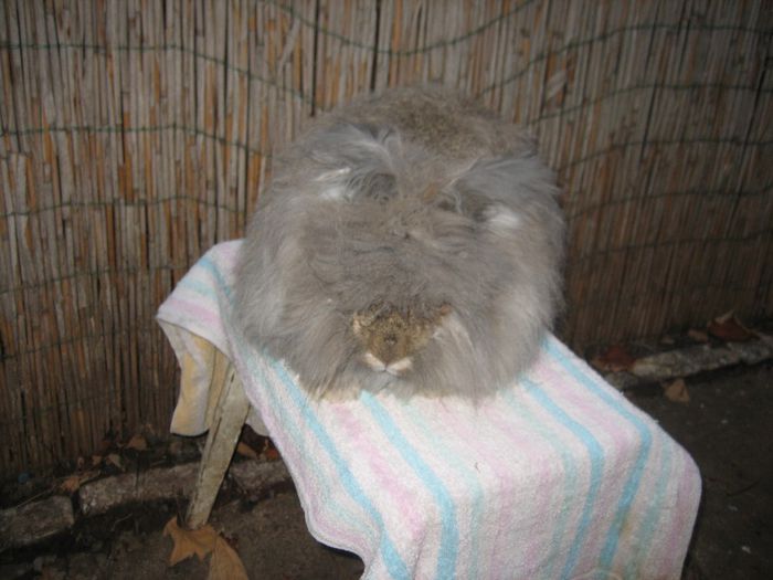 Mascul  English Angora