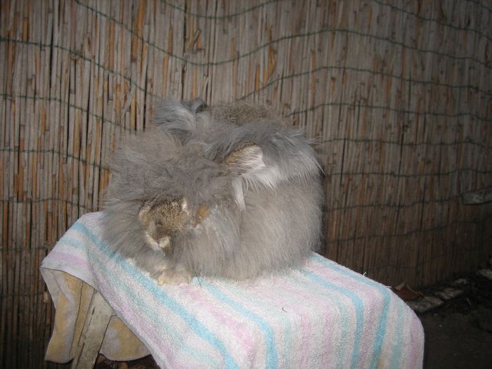 Mascul  English Angora - 3-Mascul 3 - Buck 3