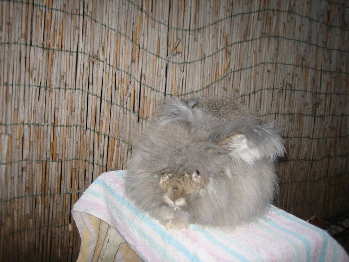 Mascul  English Angora