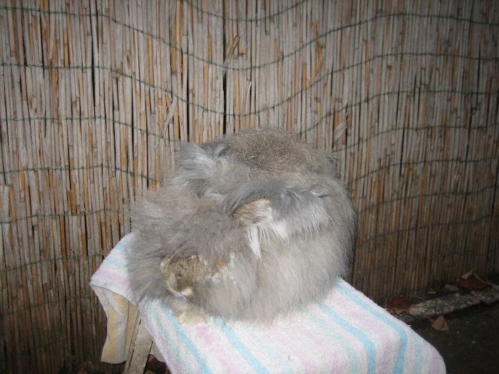 Mascul  English Angora - 3-Mascul 3 - Buck 3