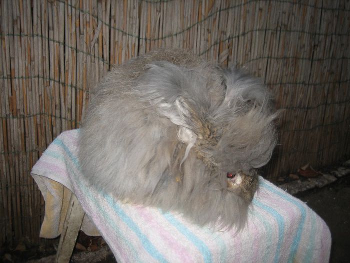 Mascul  English Angora