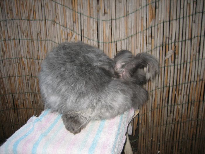 Femela  English Angora