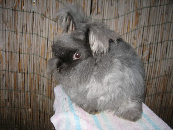 Femela  English Angora