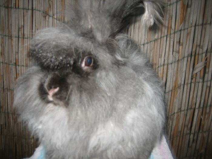 Femela  English Angora