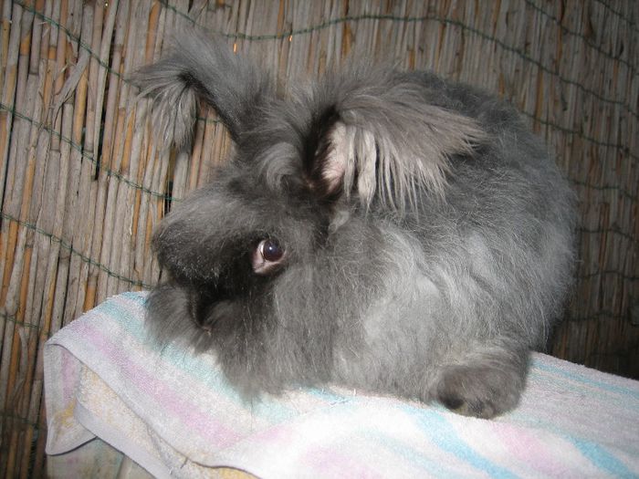 Femela  English Angora