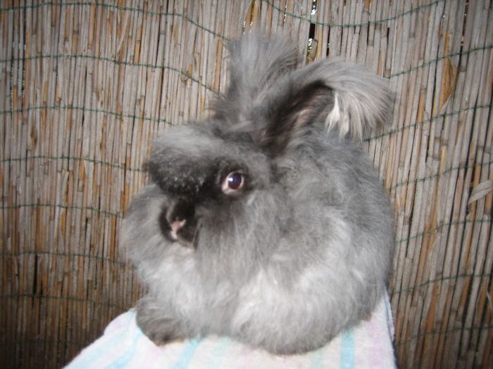 Femela  English Angora