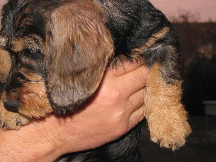 IMG_9074 - Cainii Mei