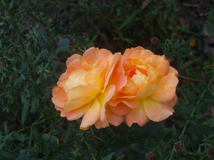 Goldelse