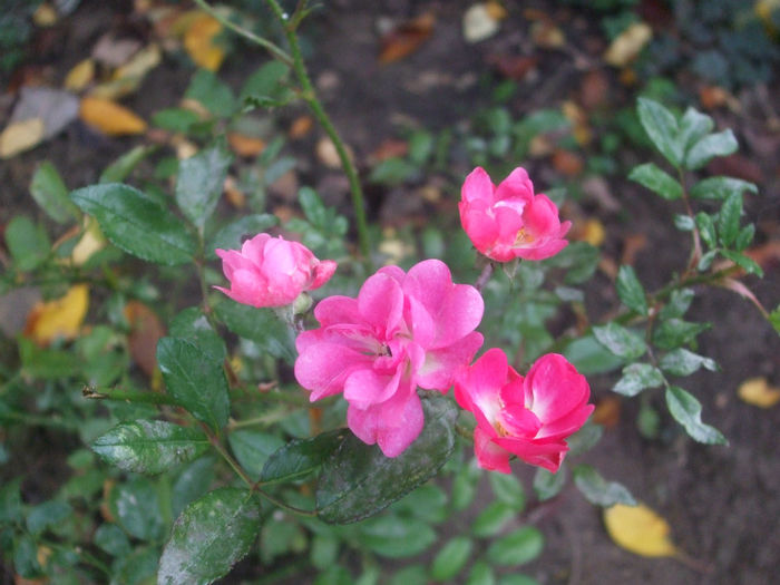Orleans Rose
