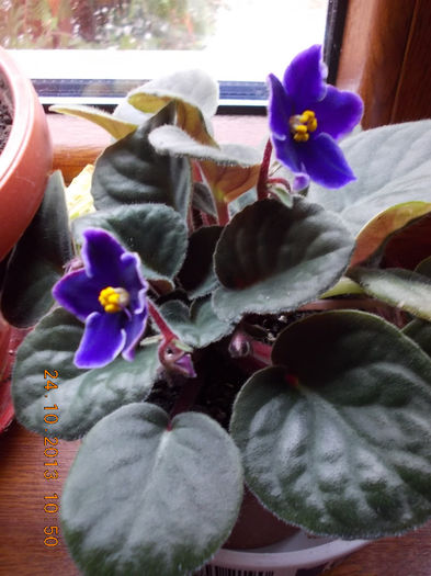 30 octombrie 2013-flori 008