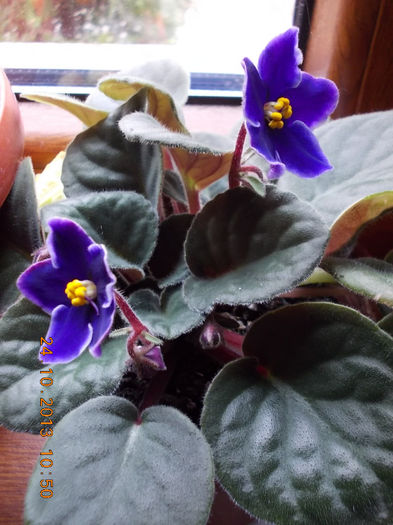 30 octombrie 2013-flori 009