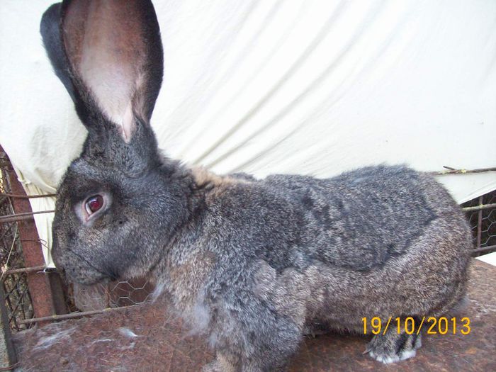 19.10.2013 169 - AAA OCTOMBRIE 2013 IEPURI