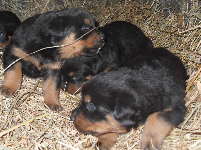 SDC17434 - CATEI ROTTWEILER DE VANZARE  NOIEMBRIE 2013 vanduti