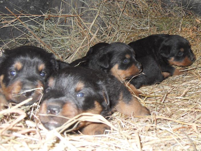 SDC17428 - CATEI ROTTWEILER DE VANZARE  NOIEMBRIE 2013 vanduti