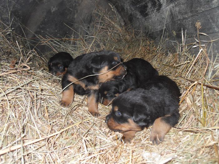 SDC17405 - CATEI ROTTWEILER DE VANZARE  NOIEMBRIE 2013 vanduti