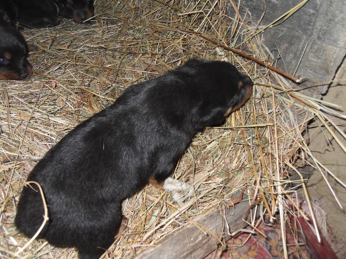 SDC17417 - CATEI ROTTWEILER DE VANZARE  NOIEMBRIE 2013 vanduti