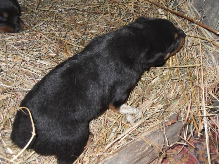 SDC17426 - CATEI ROTTWEILER DE VANZARE  NOIEMBRIE 2013 vanduti