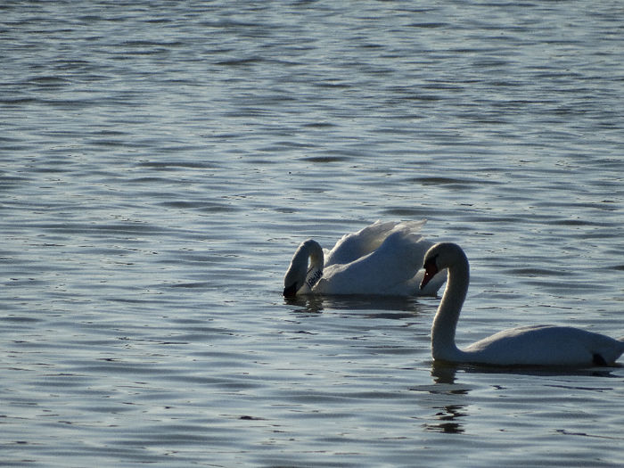 DSC00298 - Lebede pe Arges