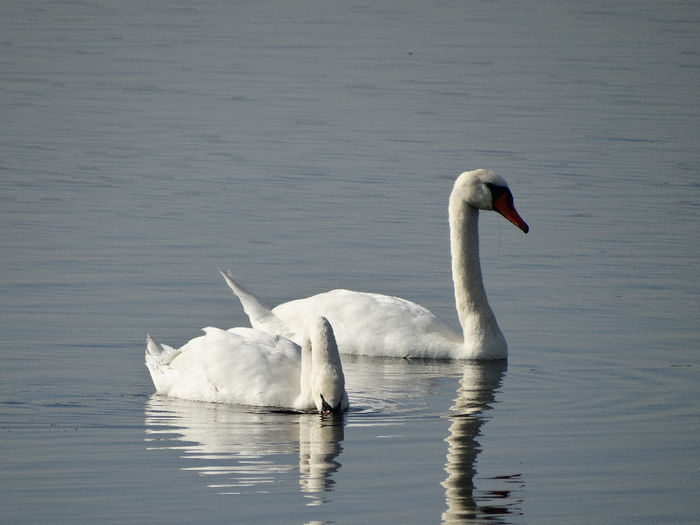 DSC00320 - Lebede pe Arges