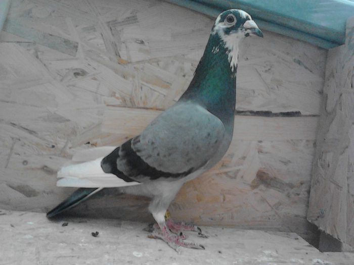 Mark Medaert-5193953-BELG-06