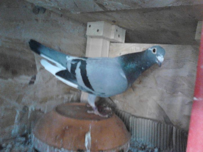 Multi campioana 045118-07 Pupaza L