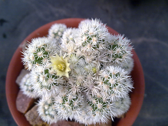 o piticanie de cactus-7cm dar face flori - balcon 2013