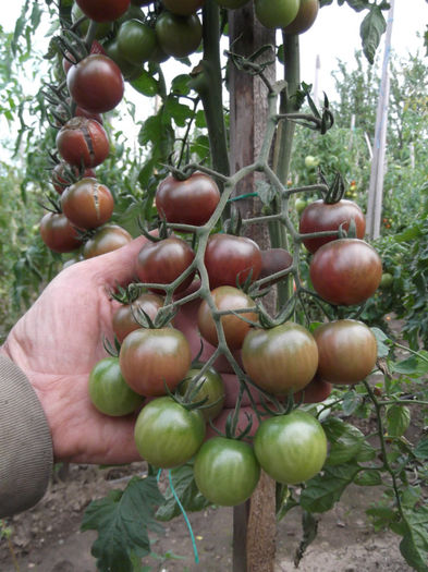 ROSII CHERY NEGRE