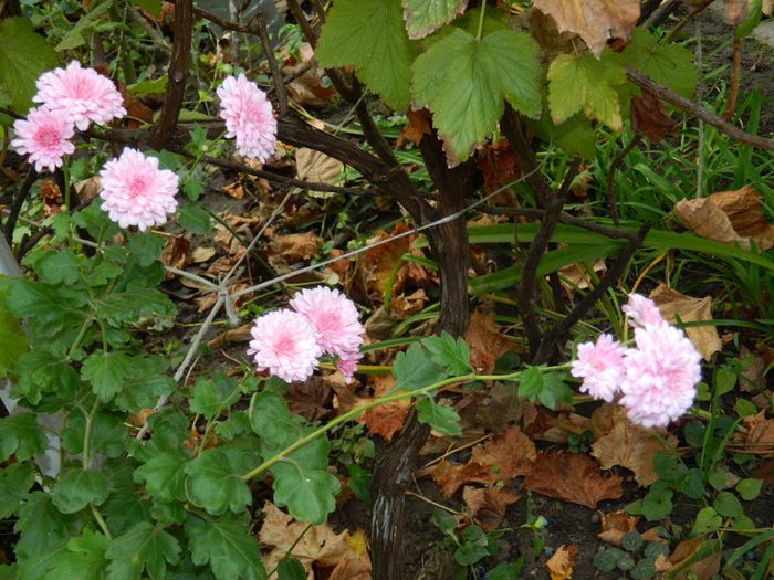 DSCN6554 - OCTOMBRIE 2 2013