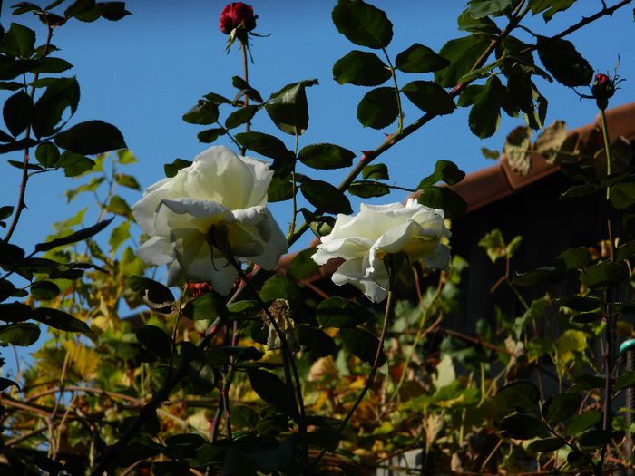 DSCN6607 - OCTOMBRIE 2 2013